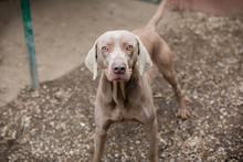 KENO, Hund, Weimaraner-Mix in Kroatien - Bild 3