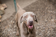 KENO, Hund, Weimaraner-Mix in Kroatien - Bild 4