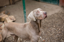 KENO, Hund, Weimaraner-Mix in Kroatien - Bild 5