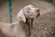 KENO, Hund, Weimaraner-Mix in Kroatien - Bild 6