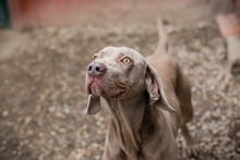 KENO, Hund, Weimaraner-Mix in Kroatien - Bild 7