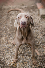 KENO, Hund, Weimaraner-Mix in Kroatien - Bild 8