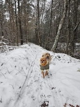 FLÖHCHENUNDDUQUE, Hund, Mischlingshund in Rostock - Bild 4