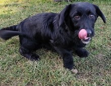 OTTO, Hund, Mischlingshund in Slowakische Republik - Bild 1