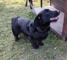 OTTO, Hund, Mischlingshund in Slowakische Republik - Bild 2