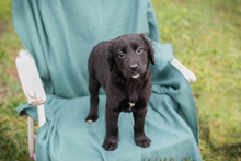 OREO, Hund, Mischlingshund in Kroatien - Bild 2