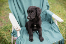 OREO, Hund, Mischlingshund in Kroatien - Bild 3