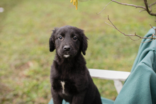 OREO, Hund, Mischlingshund in Kroatien - Bild 4