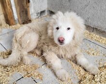 TOBI, Hund, Tornjak-Mix in Kroatien - Bild 2