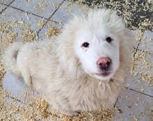 TOBI, Hund, Tornjak-Mix in Kroatien - Bild 3