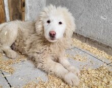 TOBI, Hund, Tornjak-Mix in Kroatien - Bild 4