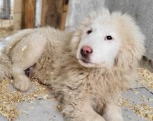 TOBI, Hund, Tornjak-Mix in Kroatien - Bild 9