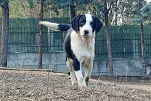 PANDA, Hund, Mischlingshund in Griechenland - Bild 1