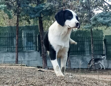 PANDA, Hund, Mischlingshund in Griechenland - Bild 2