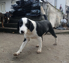 PANDA, Hund, Mischlingshund in Griechenland - Bild 3