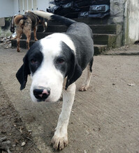 PANDA, Hund, Mischlingshund in Griechenland - Bild 4