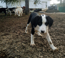 PANDA, Hund, Mischlingshund in Griechenland - Bild 5