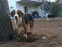 BEA, Hund, Mischlingshund in Griechenland - Bild 2