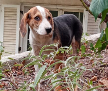 BEA, Hund, Mischlingshund in Griechenland - Bild 4