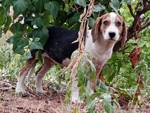 BEA, Hund, Mischlingshund in Griechenland - Bild 6