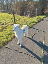 KENO, Hund, Mischlingshund in Dormagen - Bild 1