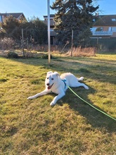 KENO, Hund, Mischlingshund in Dormagen - Bild 4