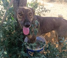 BROWNIEONE, Hund, Mischlingshund in Griechenland - Bild 2