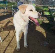 MARLON, Hund, Mischlingshund in Griechenland - Bild 2