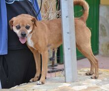 RALF, Hund, Pinscher-Mix in Spanien - Bild 3