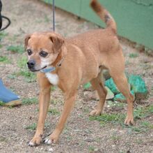 RALF, Hund, Pinscher-Mix in Spanien - Bild 5