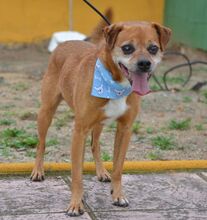 RALF, Hund, Pinscher-Mix in Spanien - Bild 7