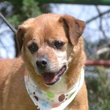 RALF, Hund, Pinscher-Mix in Burgdorf