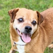 RALF, Hund, Pinscher-Mix in Burgdorf - Bild 10