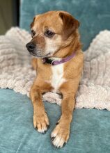 RALF, Hund, Pinscher-Mix in Burgdorf - Bild 18