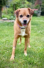 RALF, Hund, Pinscher-Mix in Burgdorf - Bild 19