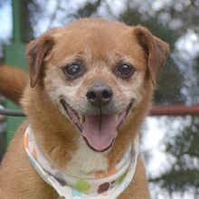 RALF, Hund, Pinscher-Mix in Burgdorf - Bild 2