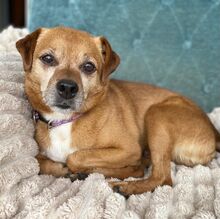 RALF, Hund, Pinscher-Mix in Burgdorf - Bild 20