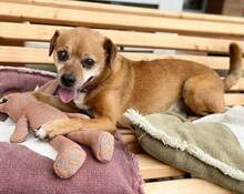 RALF, Hund, Pinscher-Mix in Burgdorf - Bild 3