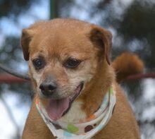 RALF, Hund, Pinscher-Mix in Burgdorf - Bild 4