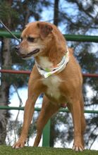 RALF, Hund, Pinscher-Mix in Burgdorf - Bild 5