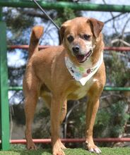 RALF, Hund, Pinscher-Mix in Burgdorf - Bild 6