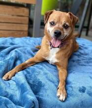 RALF, Hund, Pinscher-Mix in Burgdorf - Bild 7