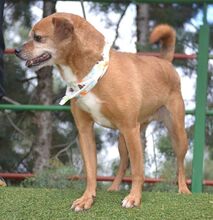 RALF, Hund, Pinscher-Mix in Burgdorf - Bild 8
