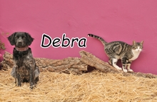 DEBRA, Hund, Epagneul Breton in Spanien - Bild 1