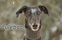 CULEBRA, Hund, Galgo Español in Spanien - Bild 1