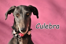 CULEBRA, Hund, Galgo Español in Spanien - Bild 2