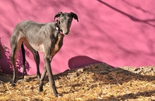 CULEBRA, Hund, Galgo Español in Spanien - Bild 5