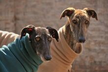 CULEBRA, Hund, Galgo Español in Spanien - Bild 7