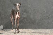 CULEBRA, Hund, Galgo Español in Spanien - Bild 8