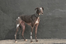 CULEBRA, Hund, Galgo Español in Spanien - Bild 9